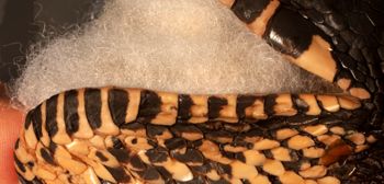 Media type: image;   Herpetology R-118928